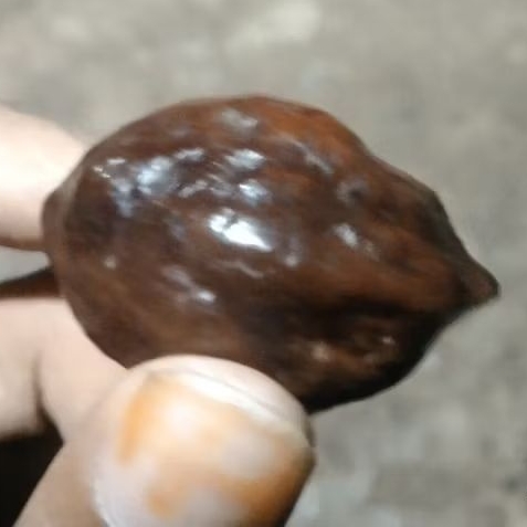 Kemiri Muncang adu jenis JAYANTI ORI