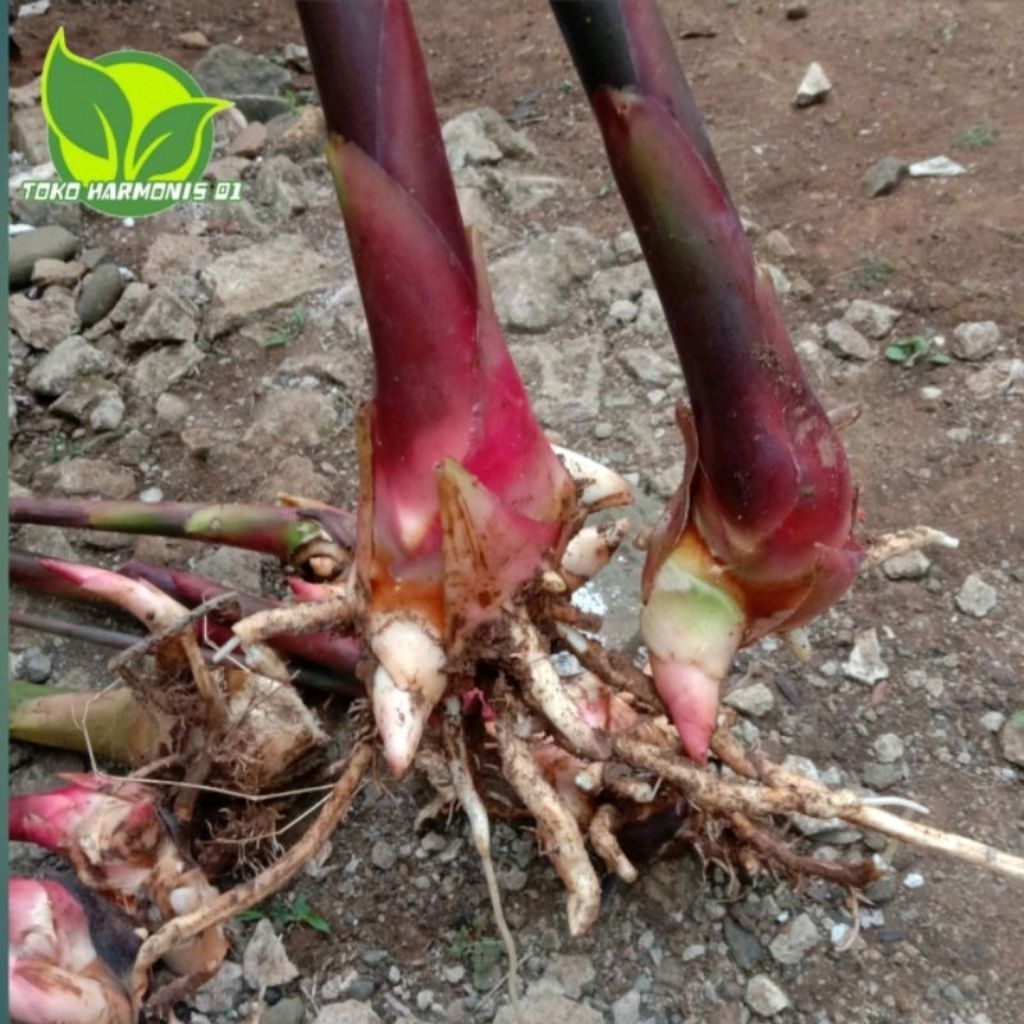 bibit  kecombrang merah perbibit