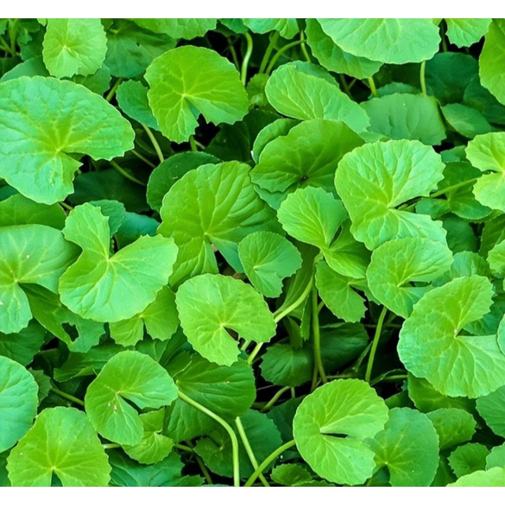 Daun Pegagan Segar Daun Tapak Kuda Antanan Merah Fresh 500 Gram