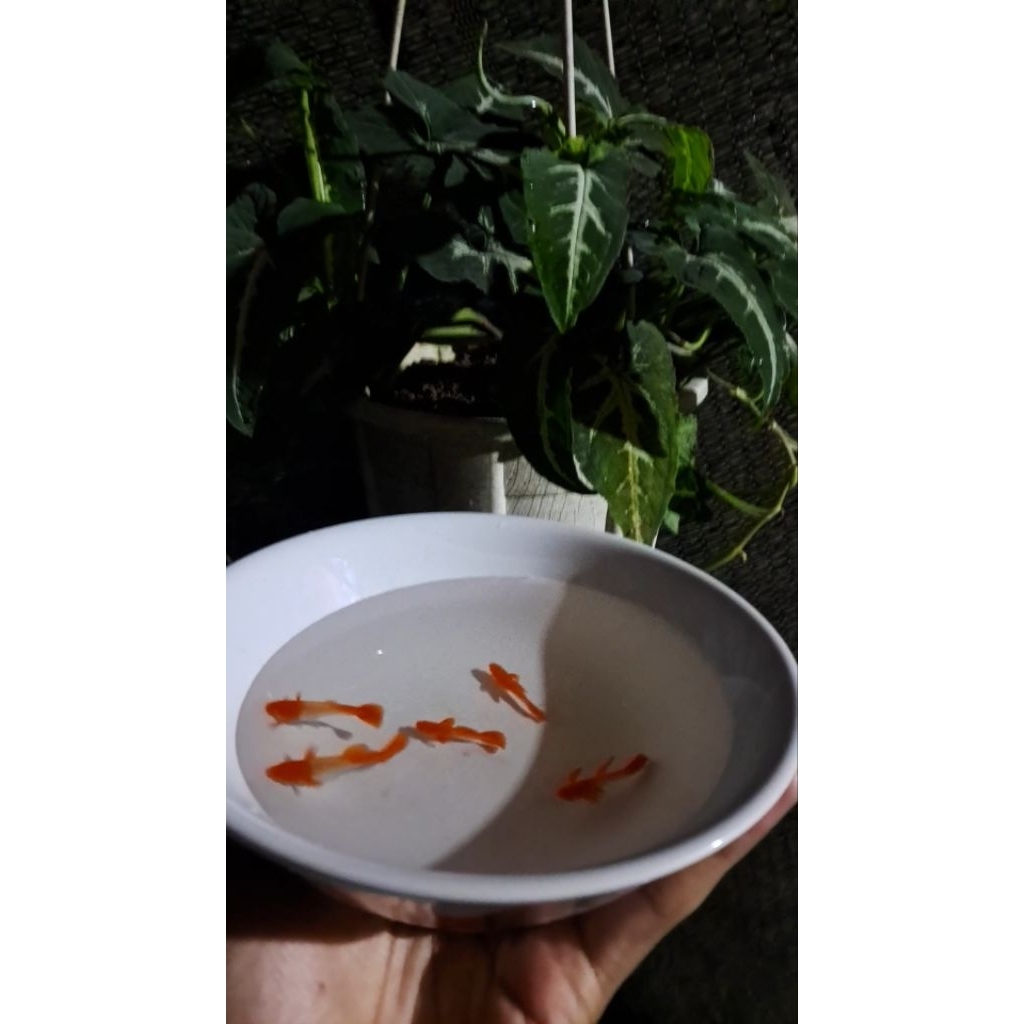 Albino red ear (guppy)