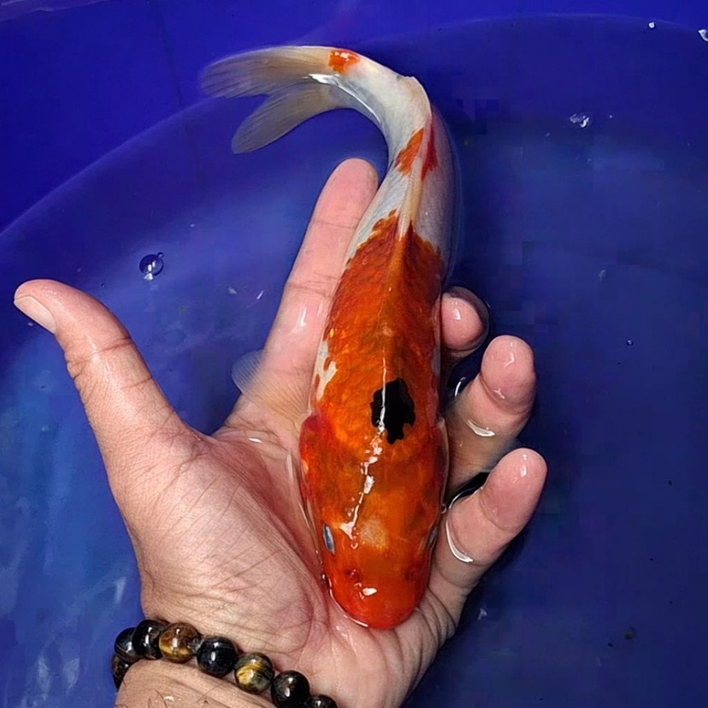 Ikan Koi Blitar Jenis Sanke / Rumah Koi Jakarta / kode 0052