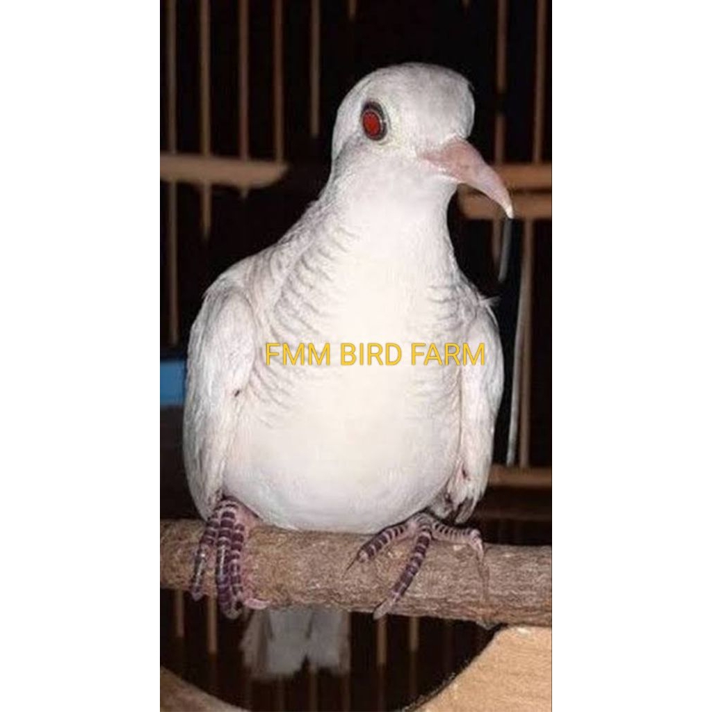 Perkutut Putih mata merah