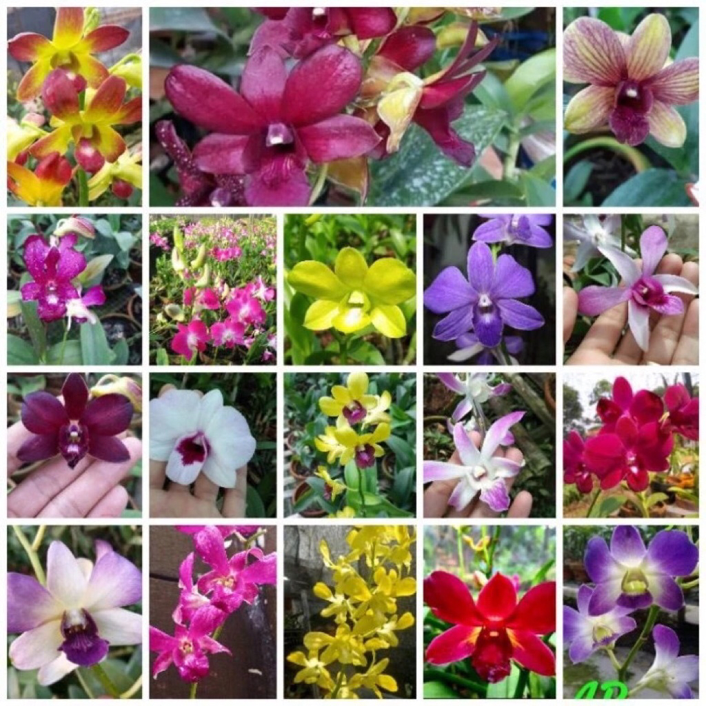 Anggrek Tanah Termurah - Anggrek Cymbidium Termurah - Bibit Anggrek Tanah - Bibit Anggrek Cymbidium