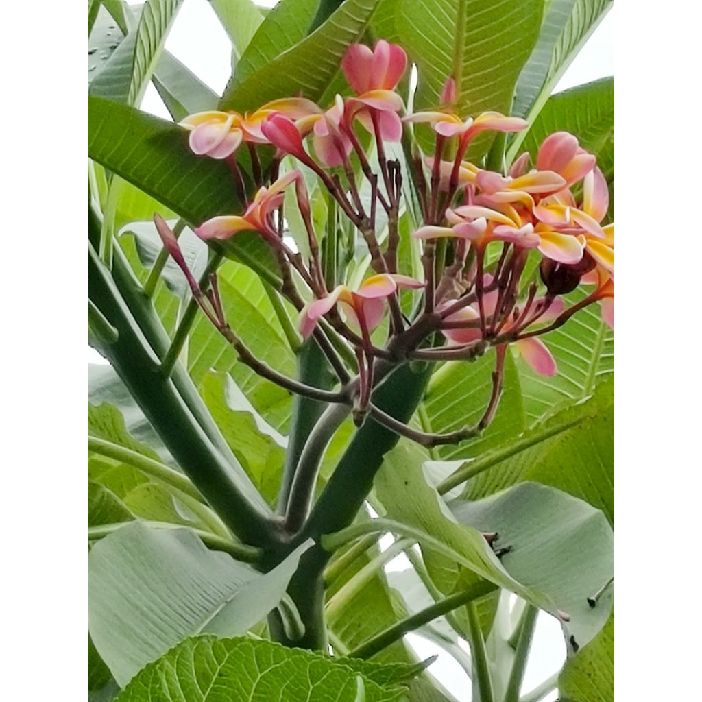Stek Kamboja Bunga 3 Warna / Plumeria Alba