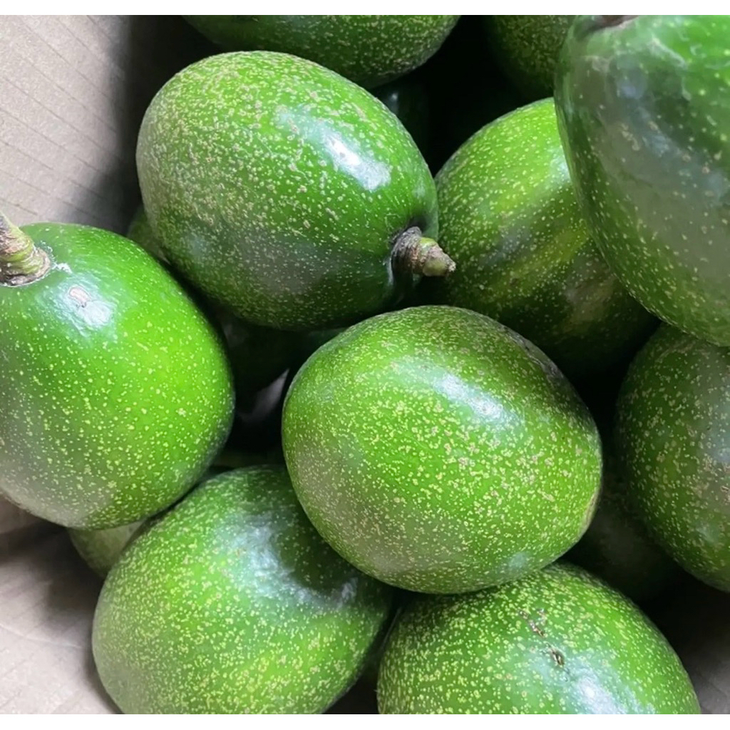 alpukat miki asli Depok