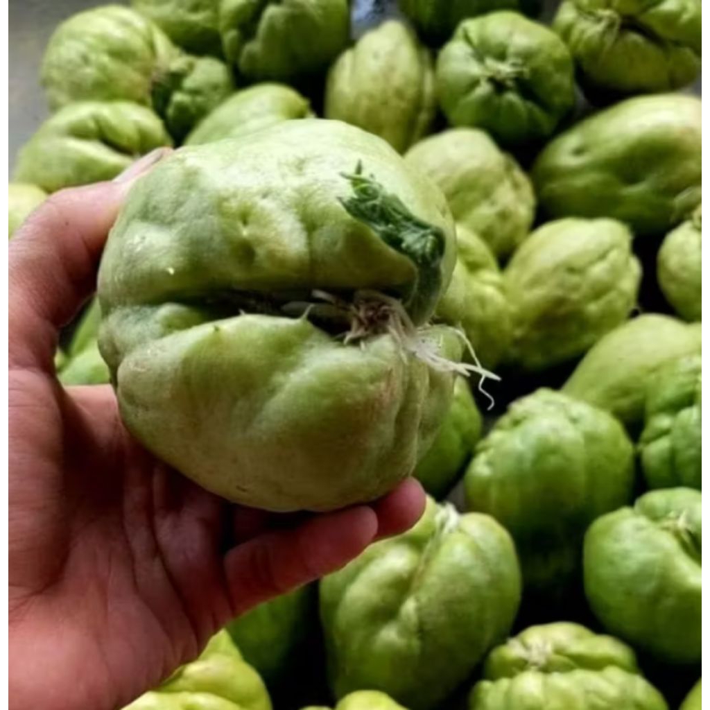 Bibit Labu Siam / Benih Labu Siam / bibit labu siam jumbo