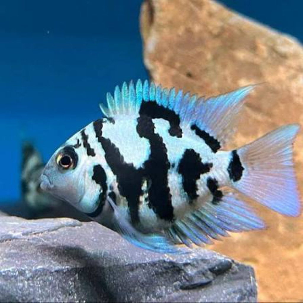 HIASAN AQUASCAPE PLATINUM POLAR DAN BLUE POLAR PARROT