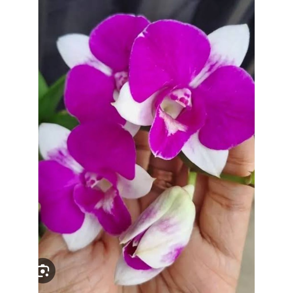 Dendrobium Mini nemo