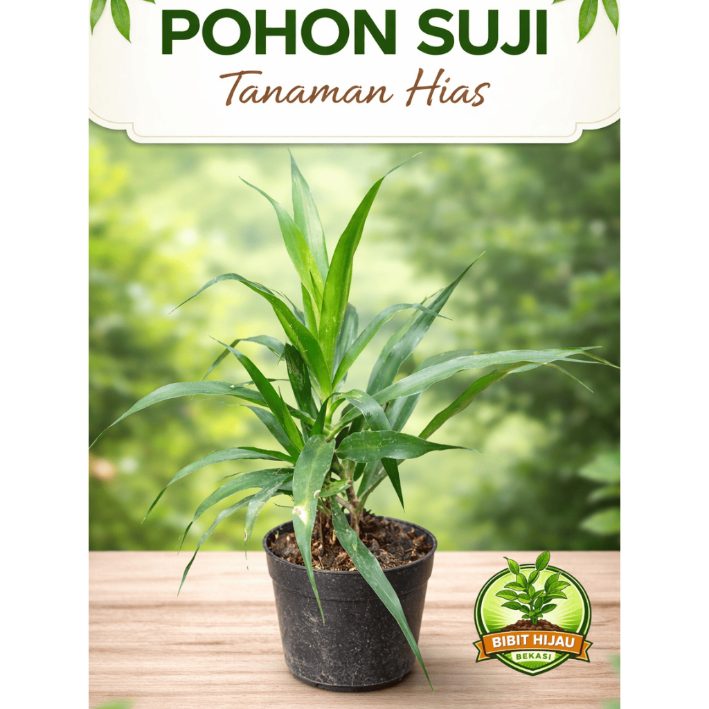 Tanaman suji pohon daun Suji segar Tanaman daun suji