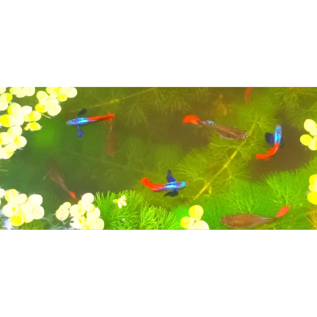 Hiasan Aquarium ikan Guppy