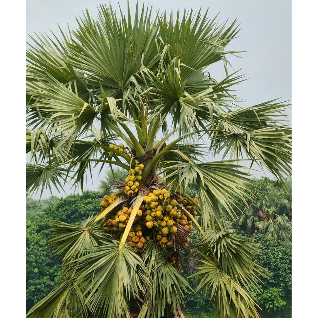 Bibit pohon lontar siap tanam tinggi 20-30 cm