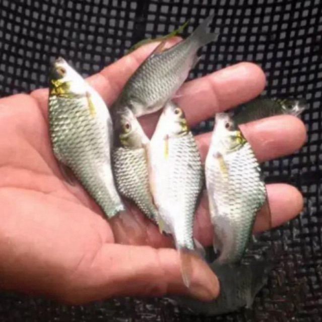 BIBIT ikan tawes sehat berkwalitas MURAH size 1-2 jari