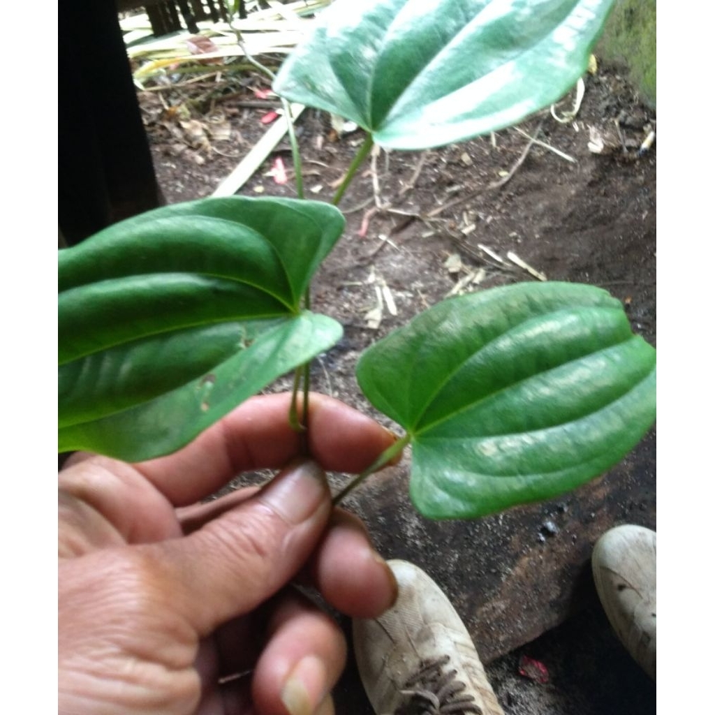 daun bungkus Papua segar 200gram herbal alami
