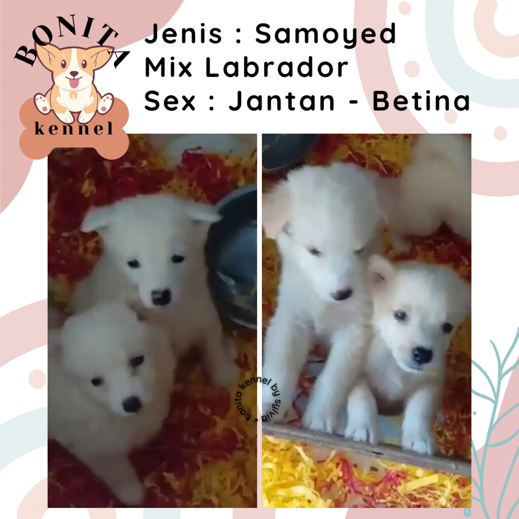 Samoyed Mix Labrador Anjing Samoyed Labrador Jantan Betina