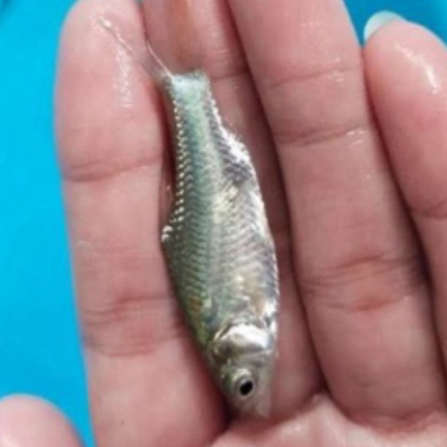 BIBIT ikan tawes sehat berkwalitas size 1 jari burayak