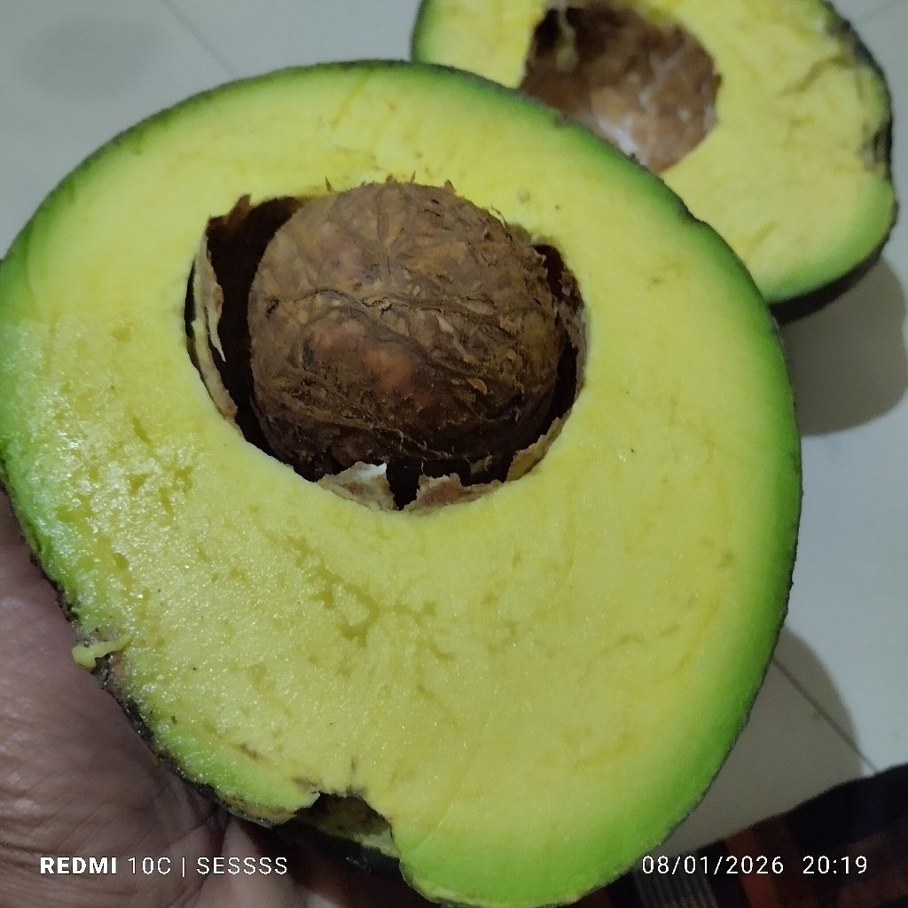 alpukat mentega super jumbo