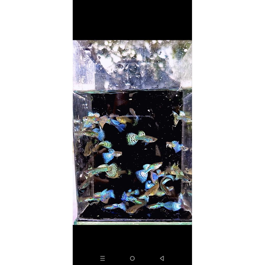 real pick guppy sepasang indukan siap beranak pembersih akuarium