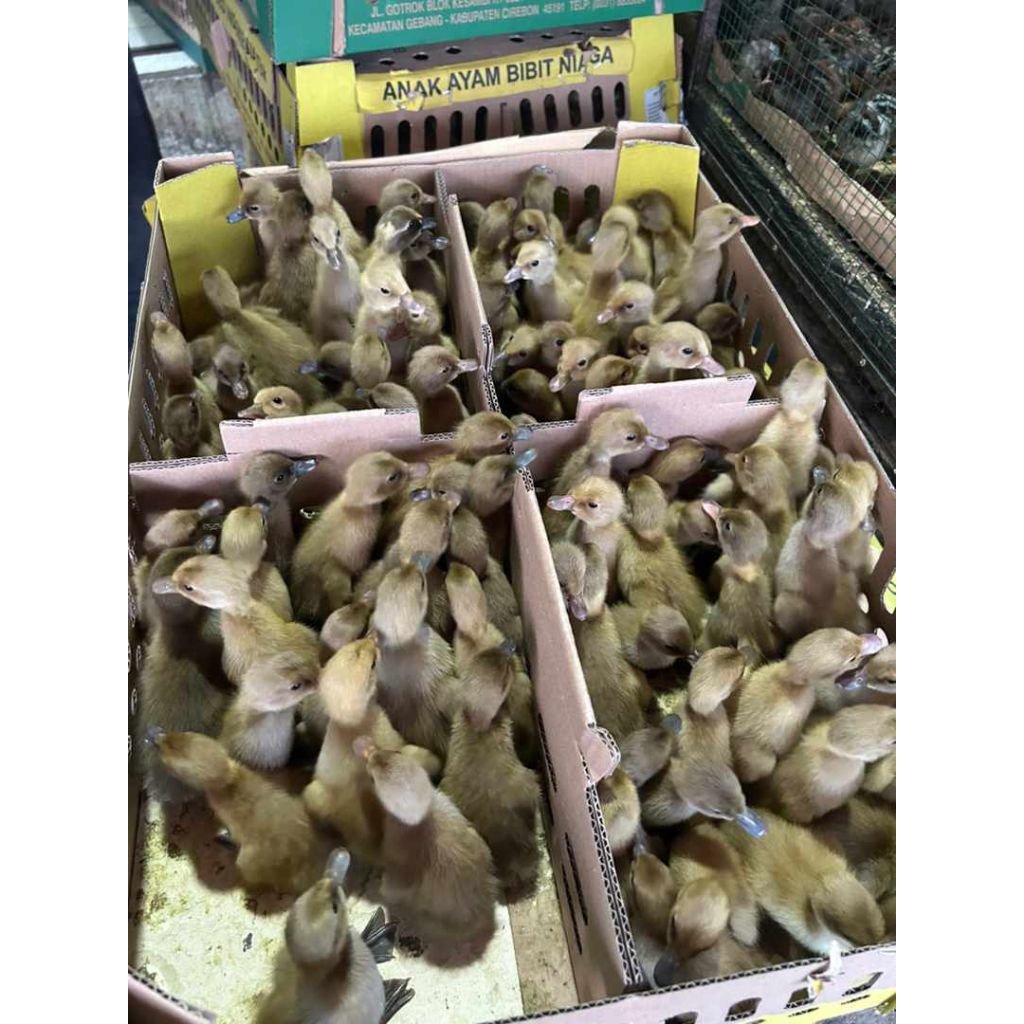 Bebek petelur super betina Bebek Lokal Betina [DOD Petelur] bebek telur asli betina[