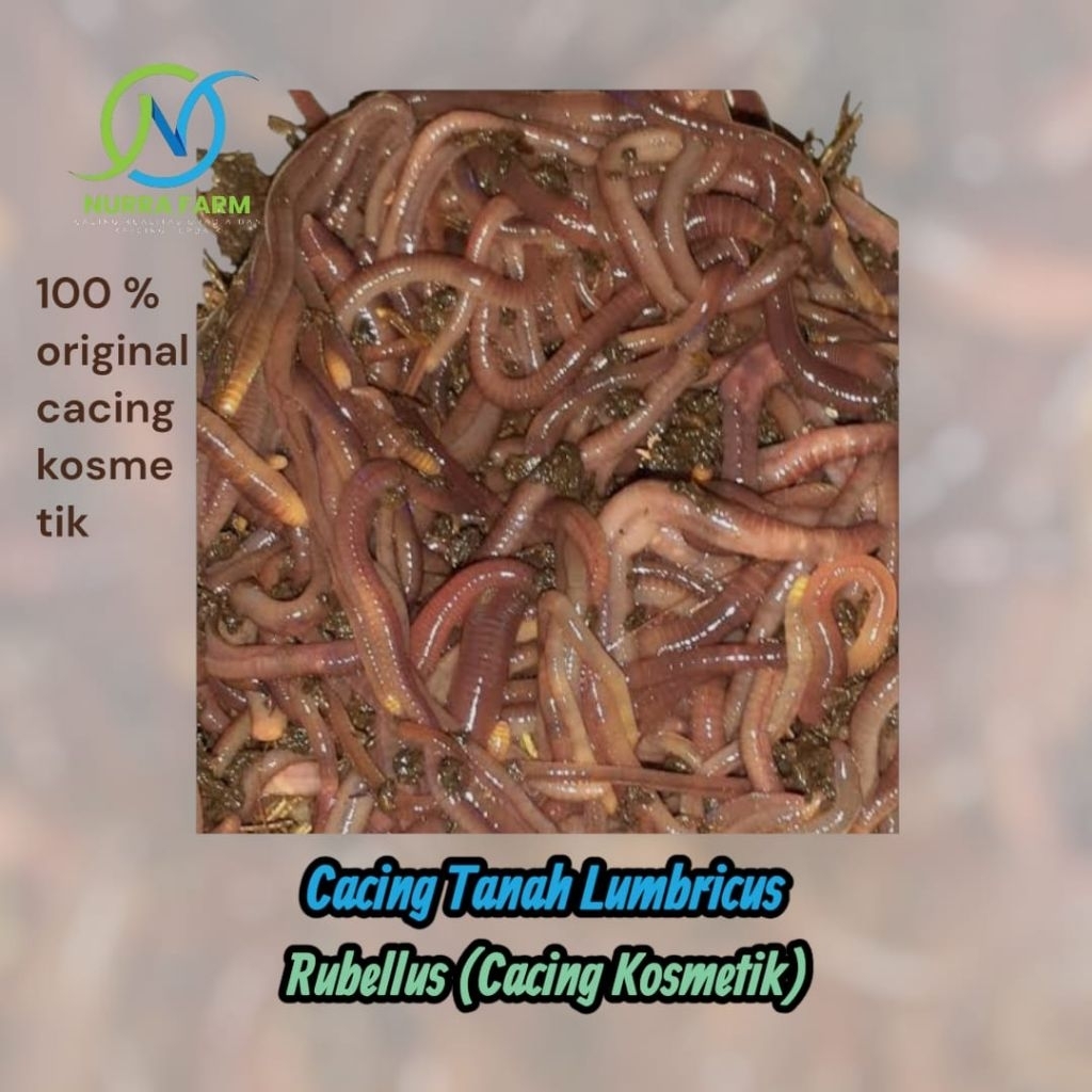 Cacing Tanah Hidup Lumbricus Rubellus (Cacing Kosmetik) 250-1000g