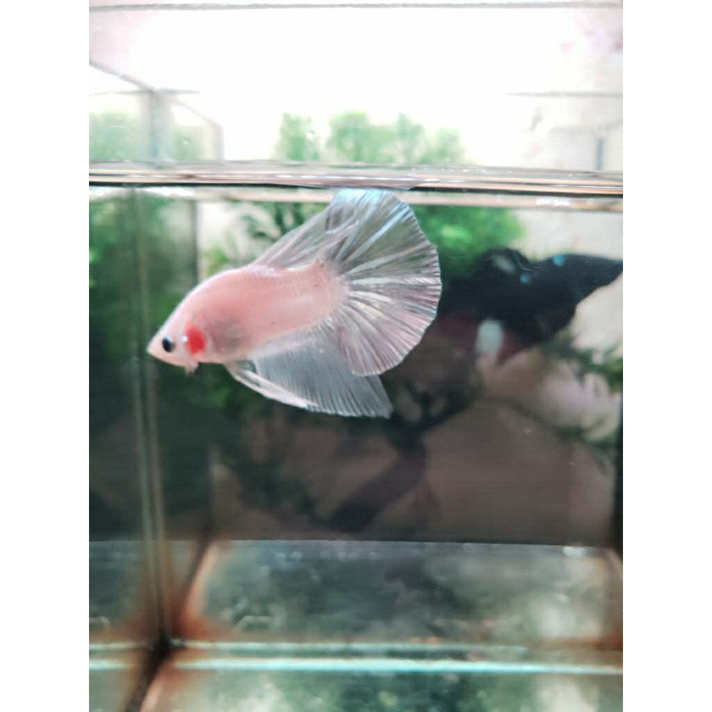 Ikan Cupang HMPK White Platinum jantan