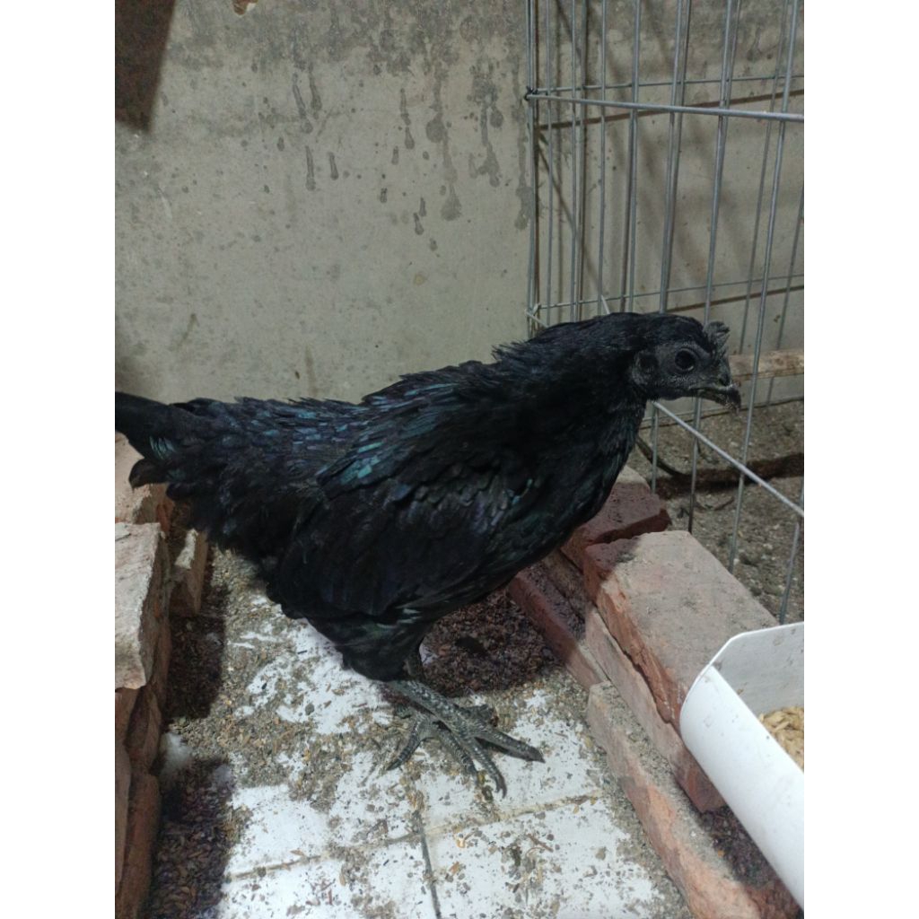 ayam cemani betina lidah Hitam