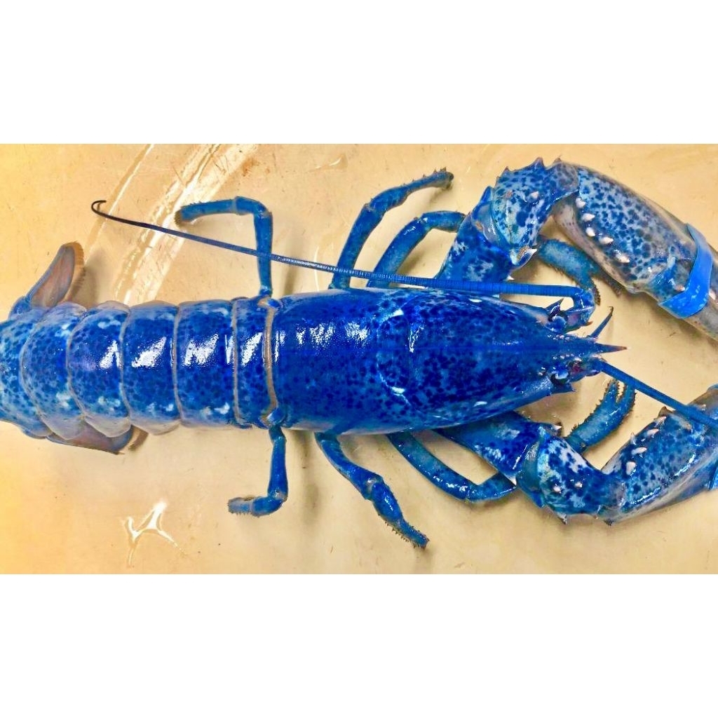 Hiasan Aquarium Lobster