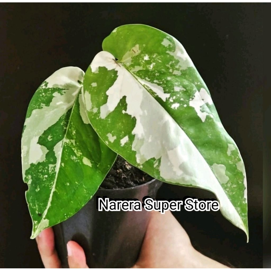 Tanaman Hias Syngonium Chiapense Variegata Varigated Varigata Real Pict Murah Ekonomis