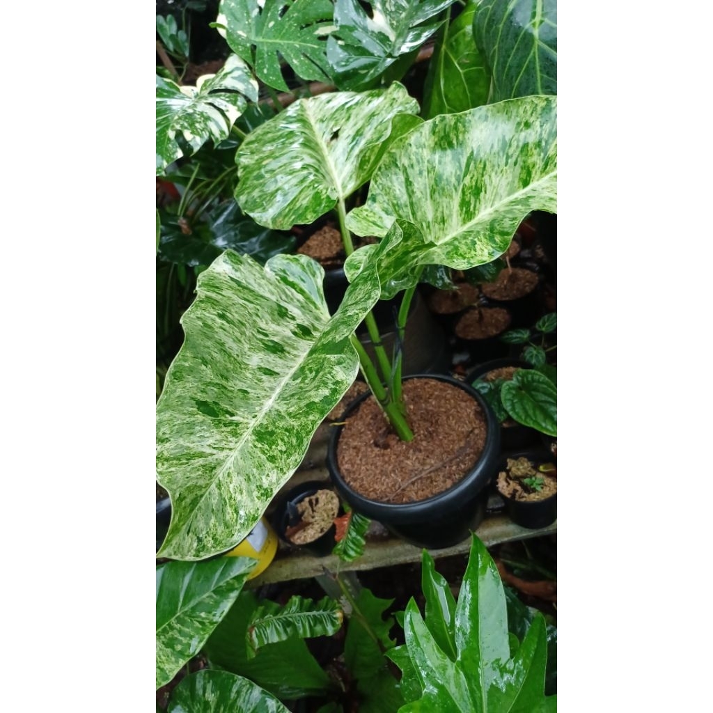 tanaman hias pilo marbel