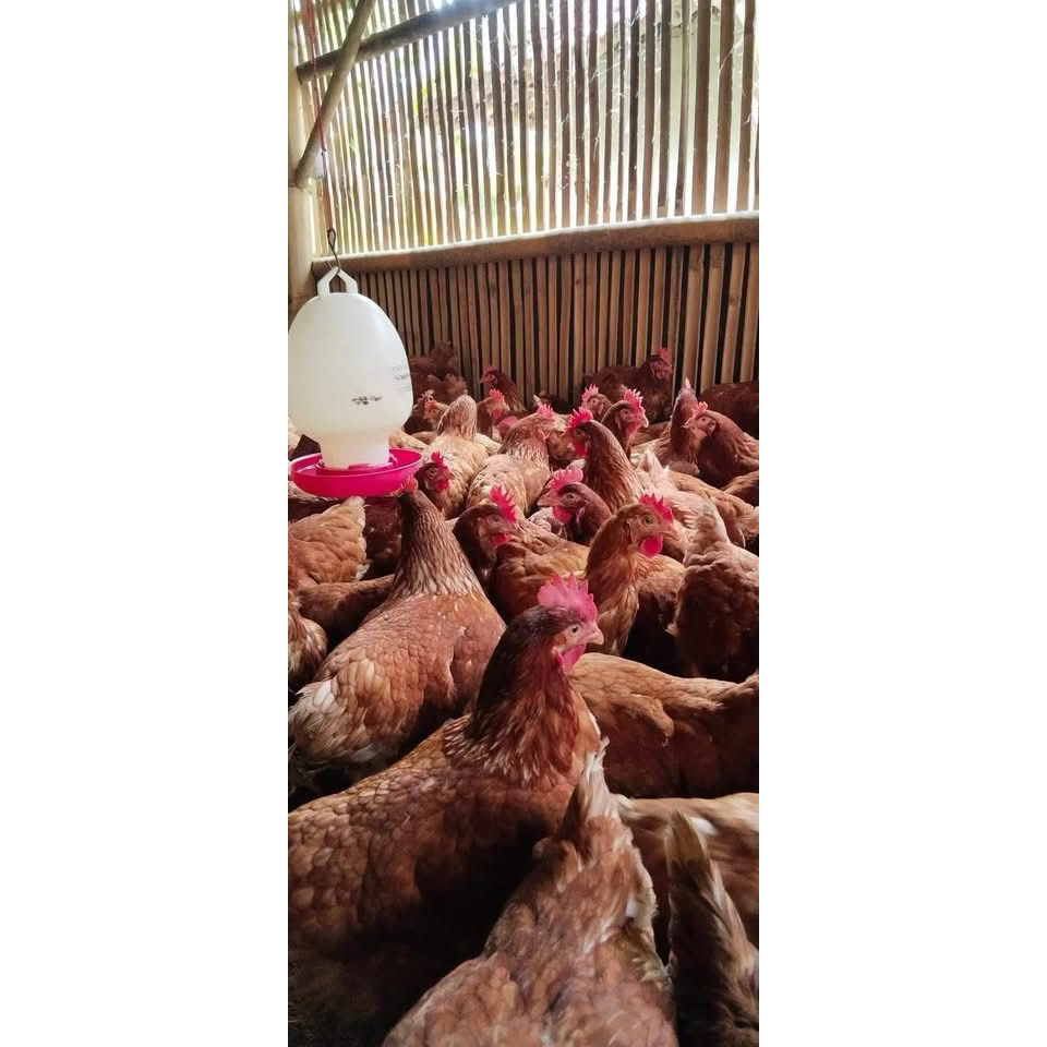 ayam petelur merah/ayam merah petelur (pengiriman hanya via instant)