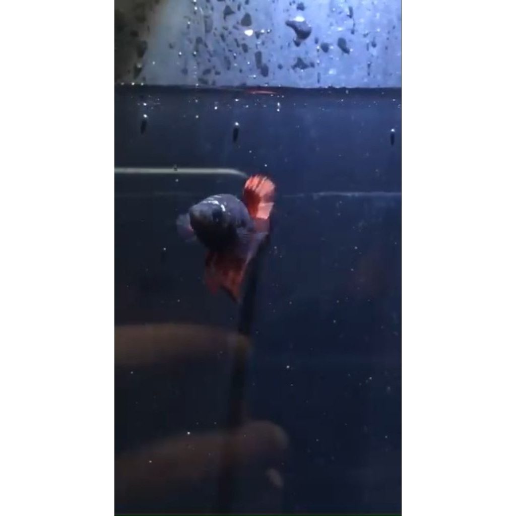 real pict & video Ikan cupang avatar vampire