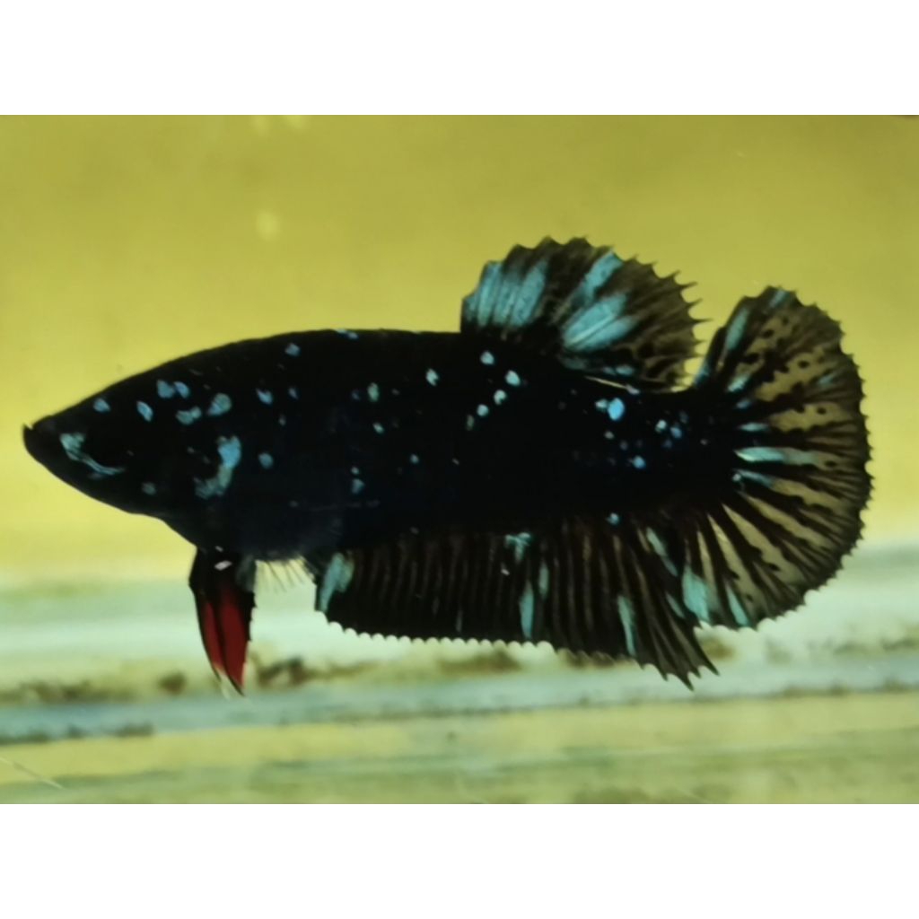 Hiasan aquarium cupang hias avatar green rintik