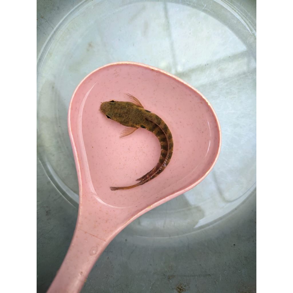 dekorasi hiasan ikan chana limbata aquascape