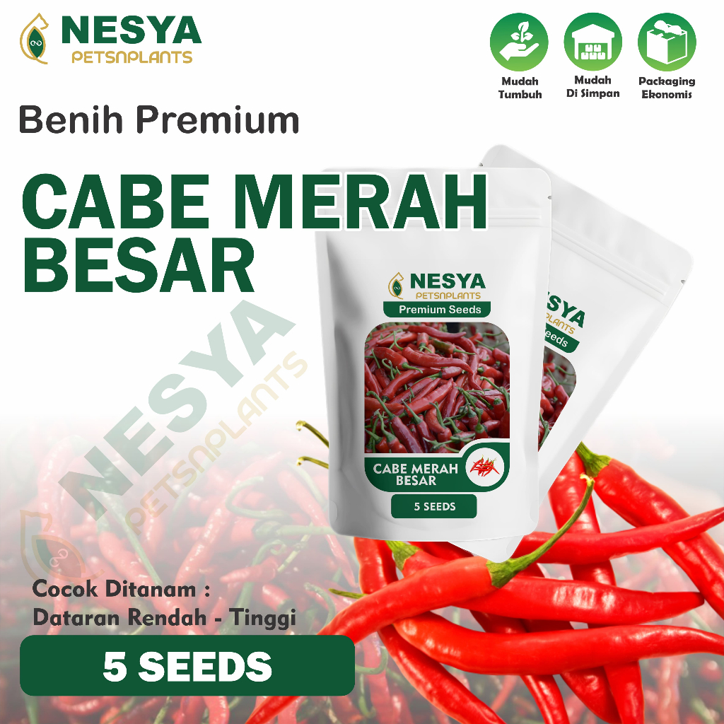 5 Benih Cabai Cabe Besar Merah Lebat - Benih Cabai Benih Cabe
