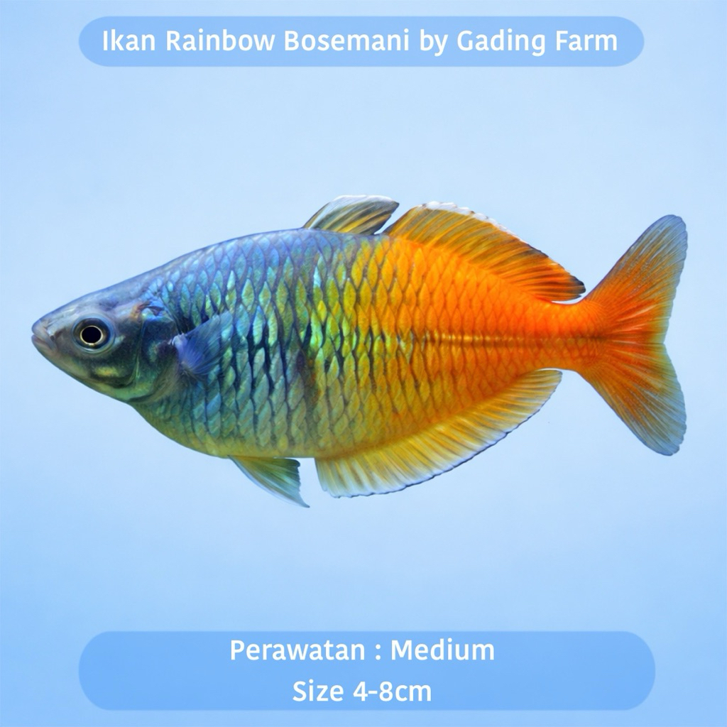 IKAN PELANGI / RAINBOW BOSEMANI 5-8CM - IKAN HIAS AQUARIUM AIR TAWAR - IKAN PELIHARAAN RUMAH GRADE A