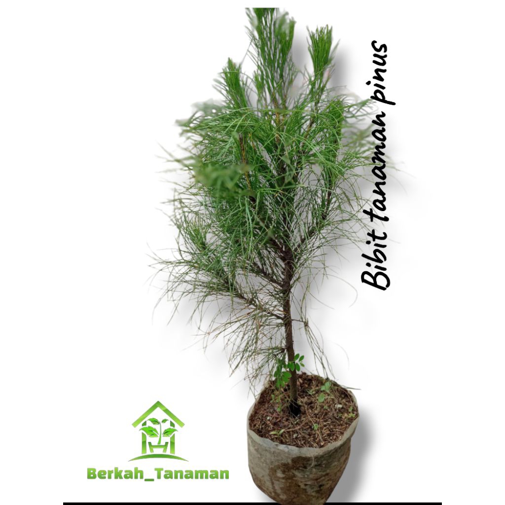 bibit tanaman  pinus  - tanaman hias pinus - cemara - pohon pinus