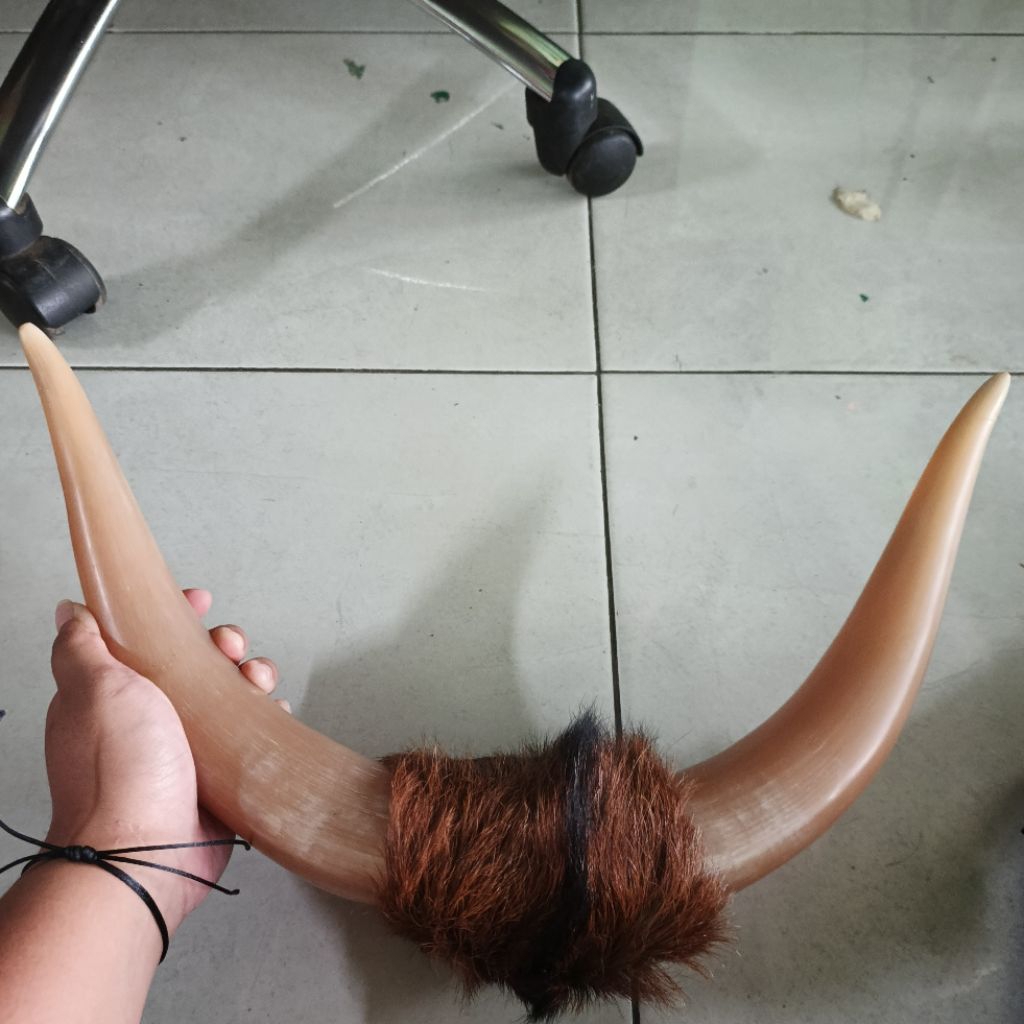 tanduk sapi pajangan