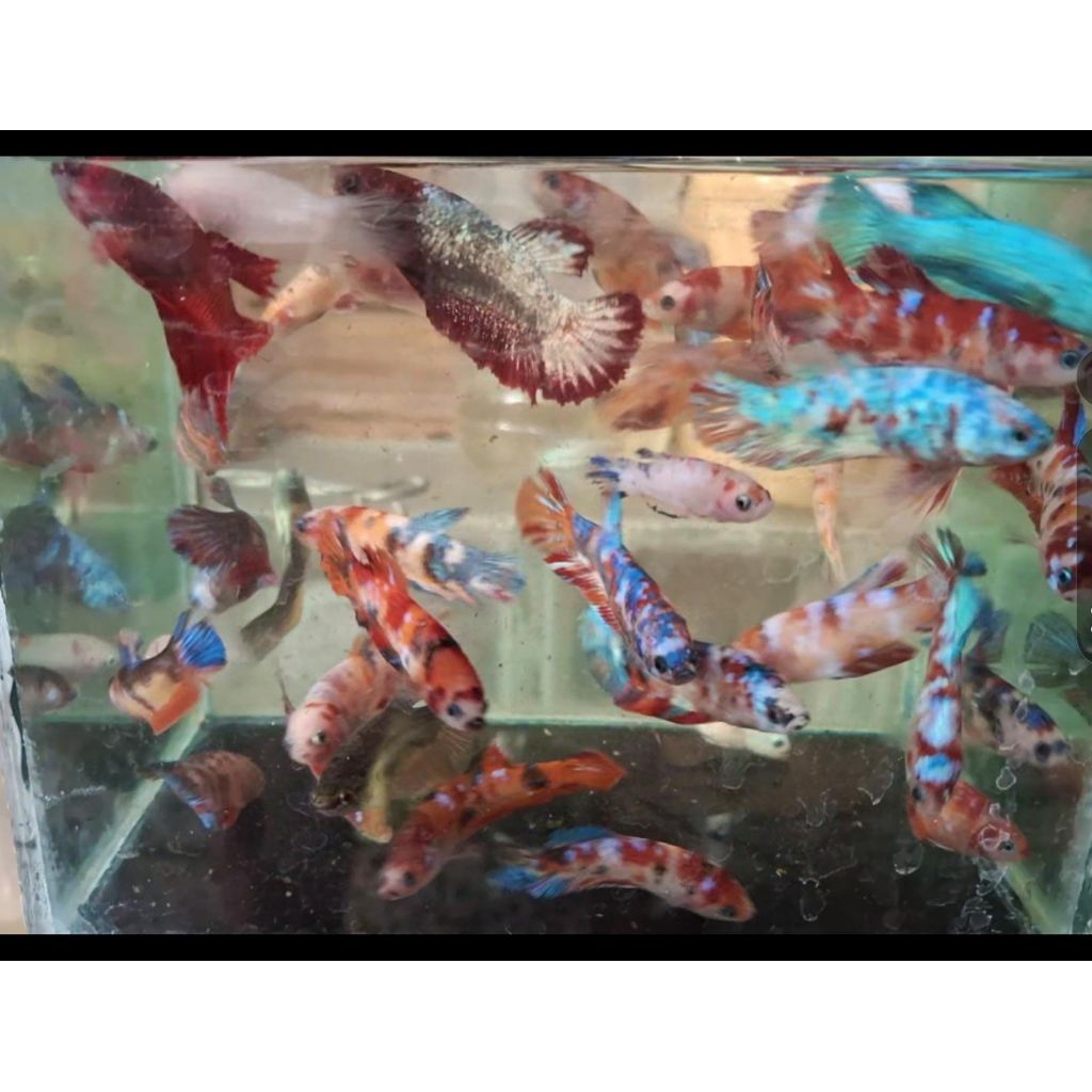 Dekorasi Rumah Indukan Cupang Multicolour siap Kawin