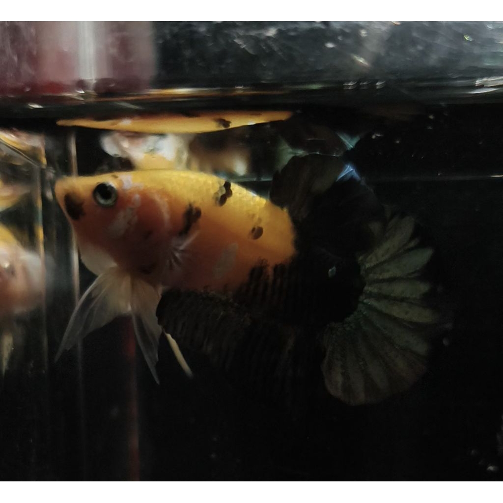 cupang yello koi copper