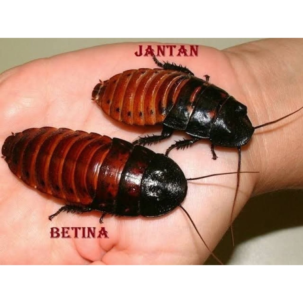 Kecoa madagaskar sepasang