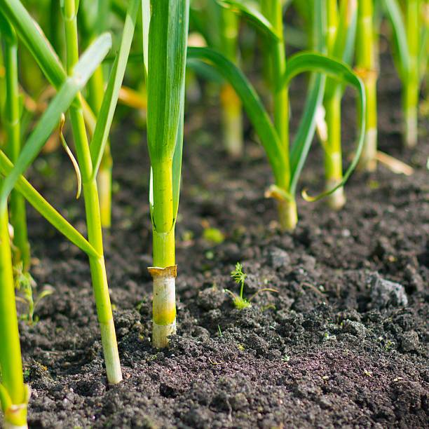 SEMAI SUBUR BENIH DAUN BAWANG