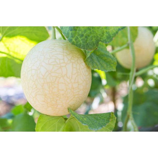 SEMAI SUBUR BENIH BUAH MELON MADU PUTIH