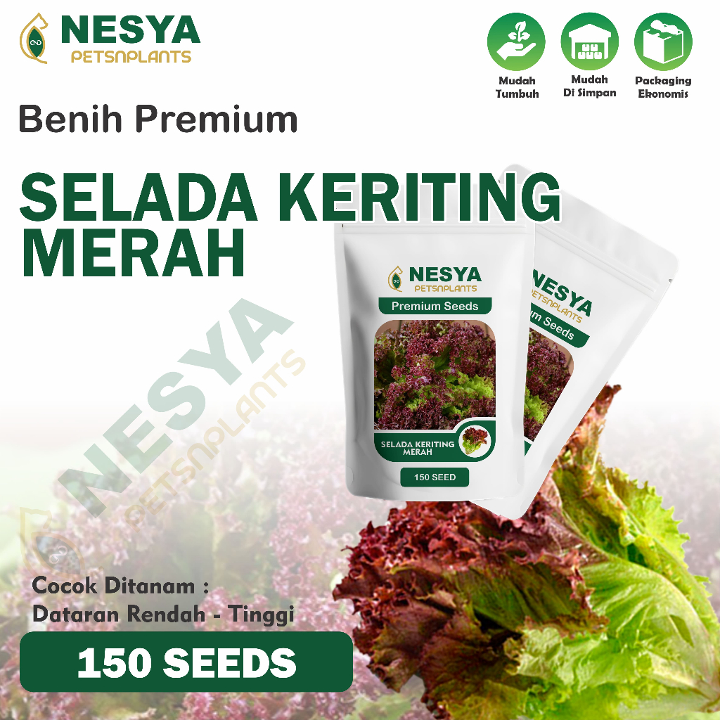 150 Benih Selada Merah  - Biji Benih Sayur Seribuan