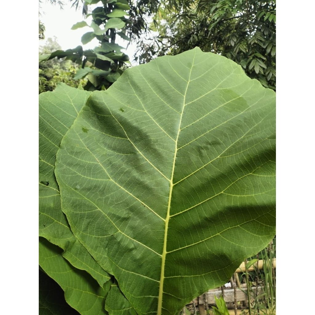 Daun Jati Segar 1 KG Untuk Bungkus Makanan