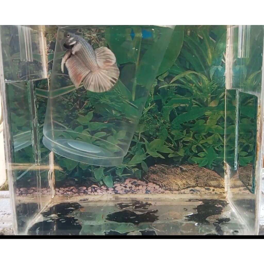 Baby Giant Hmpk Bo ±3-4 cm