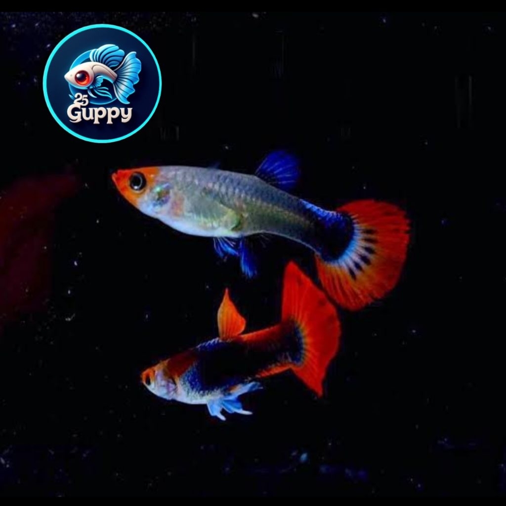 Herbal Guppy Tuxedo Koi