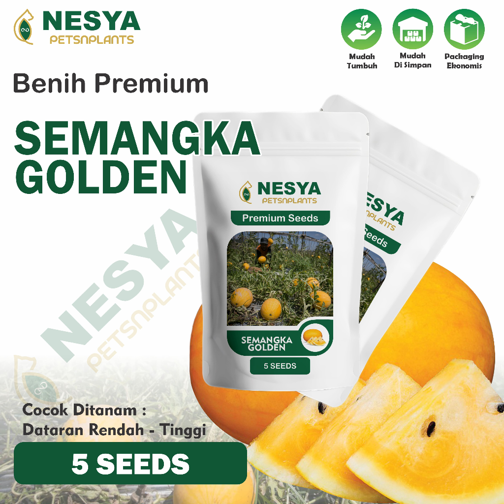 5 Biji Benih Semangka Golden Buah Semangka Golden Leoni