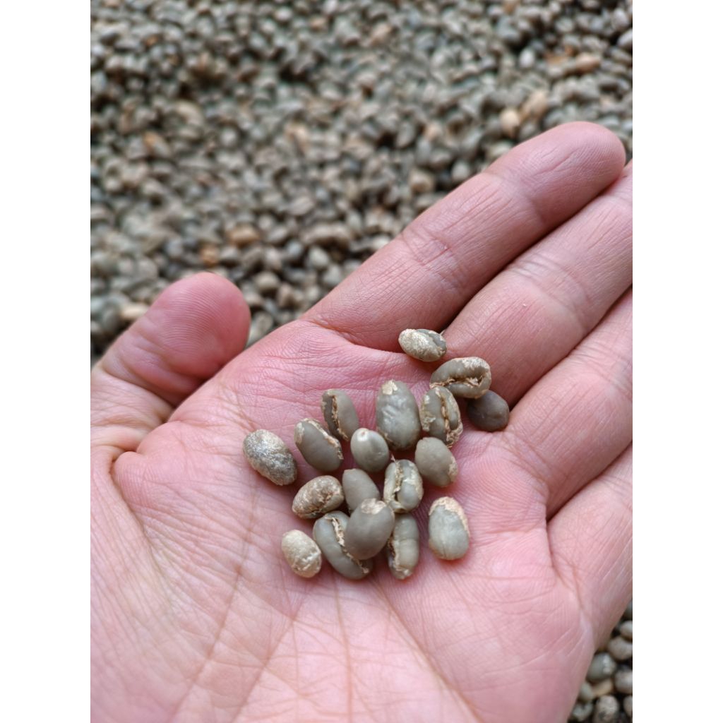 GREEN BEAN (GB) kopi lanang arabika papandayan siap rosating
