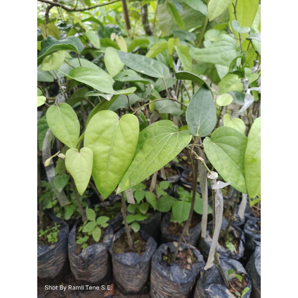 Bibit Kemukus Sambung Melada