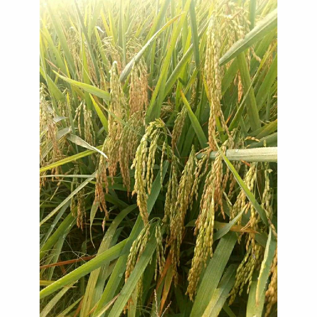 BENIH PADI GOLDEN PETIR KEMASAN 5KG