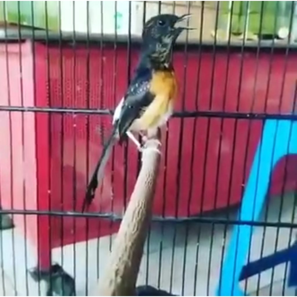 Murai Batu Medan Spek Trotol Ring Ar1Fk